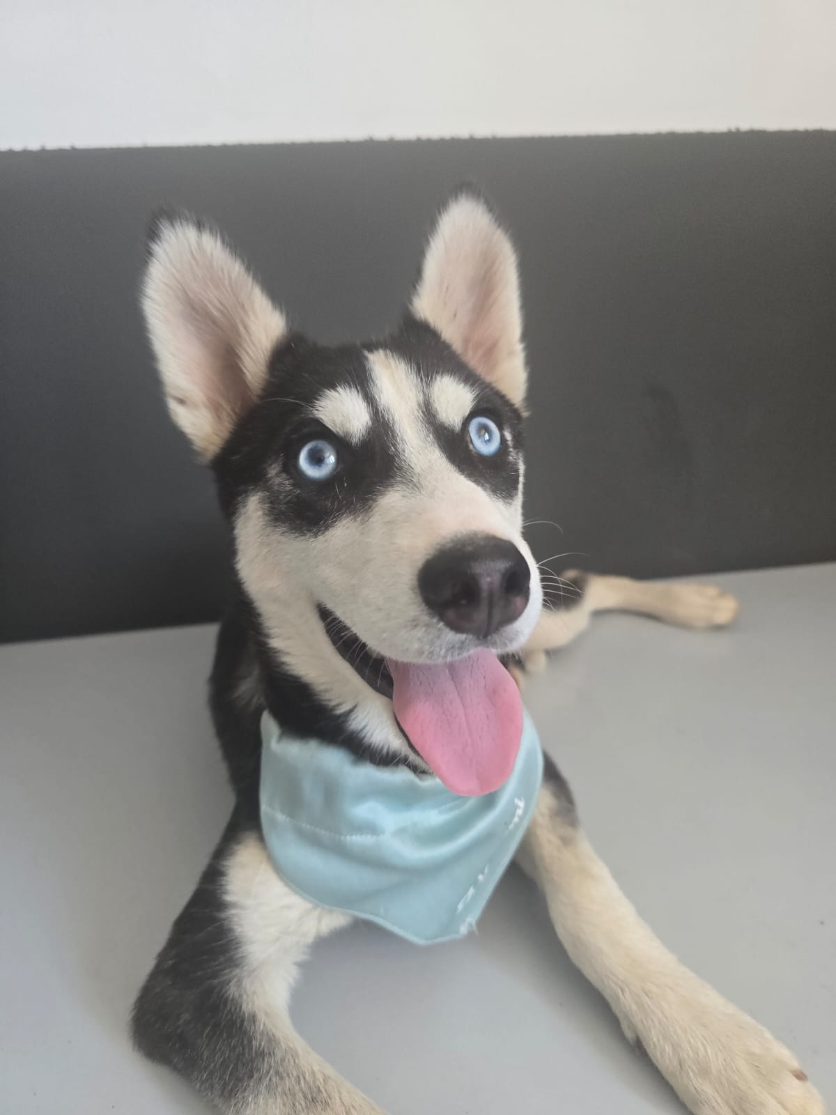Foto 1 di ETOILLE, cane Incrocio Husky in adozione