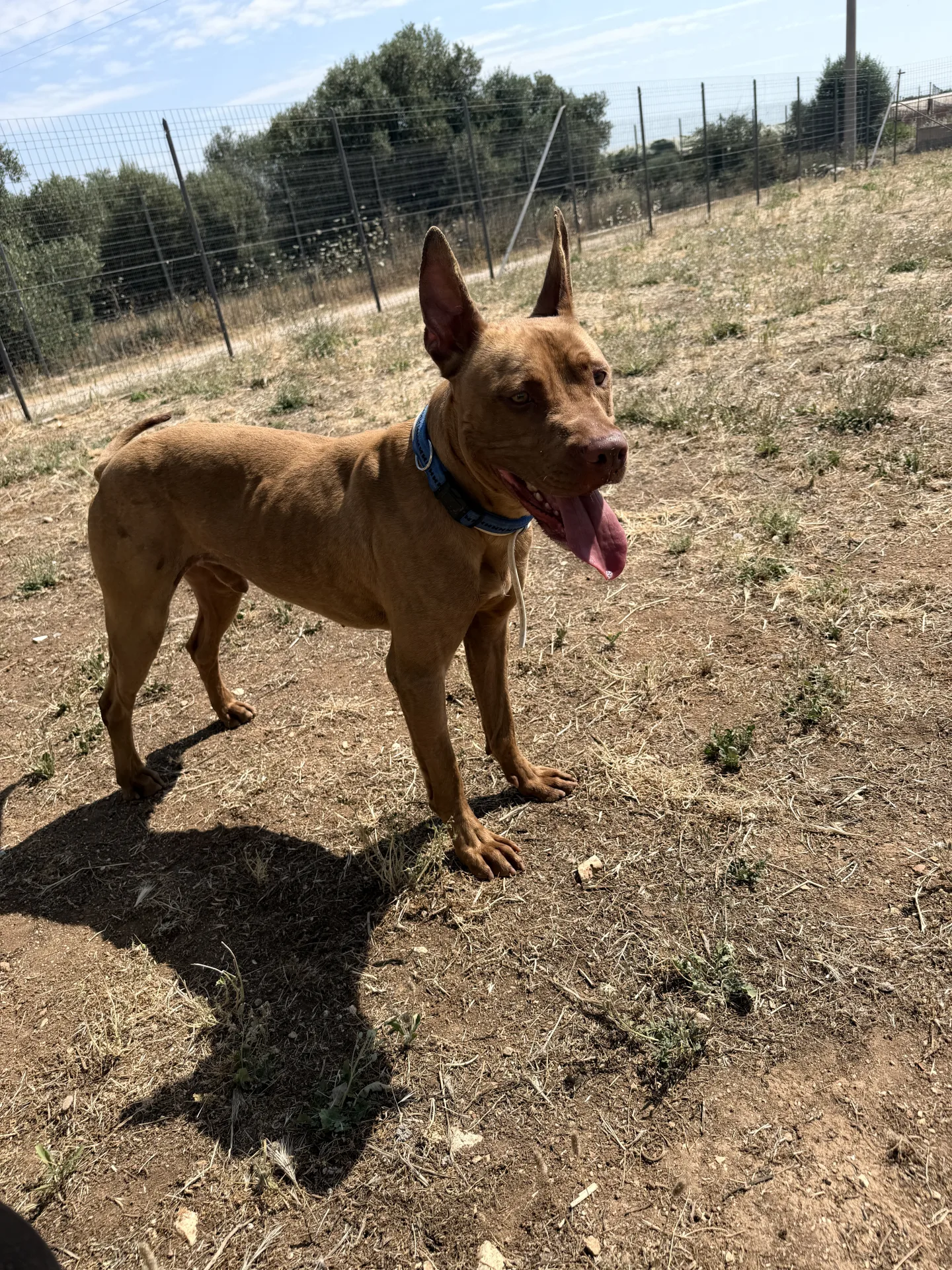 Losko, cane Pitbull in adozione a Bari