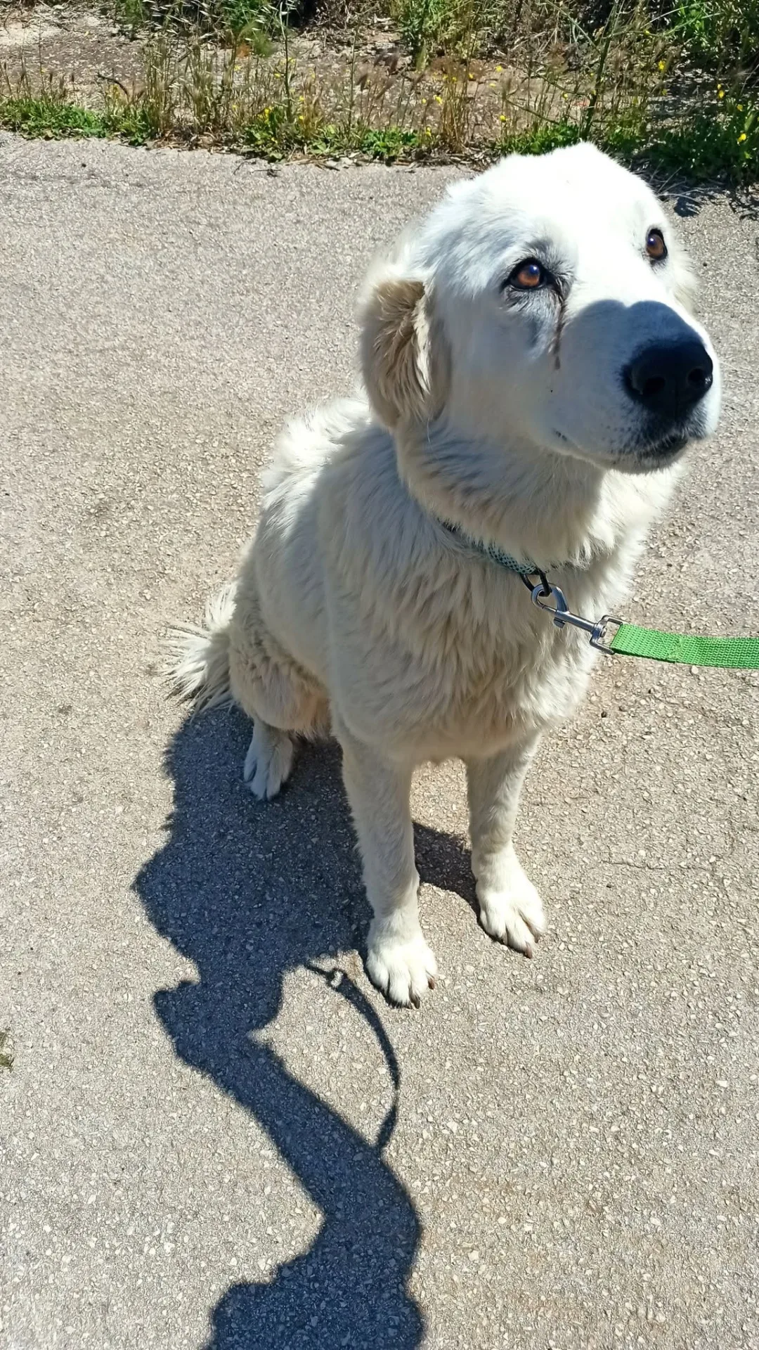 Sally, cane Maremmana in adozione a Bari - foto 3
