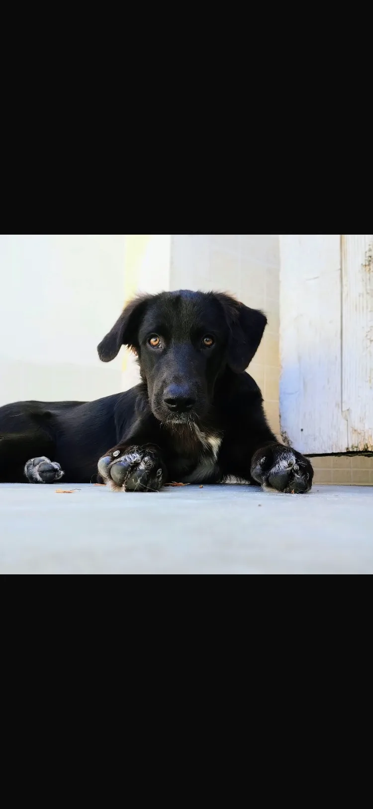 Kurt, cane Megiccio in adozione a Taranto - foto 2