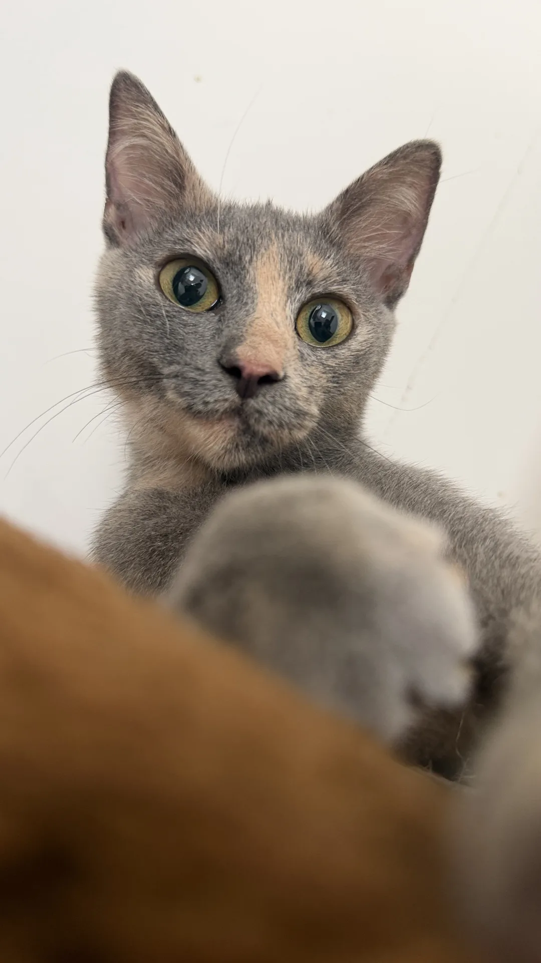 Micina, gatto Europeo in adozione a Bari - foto 2