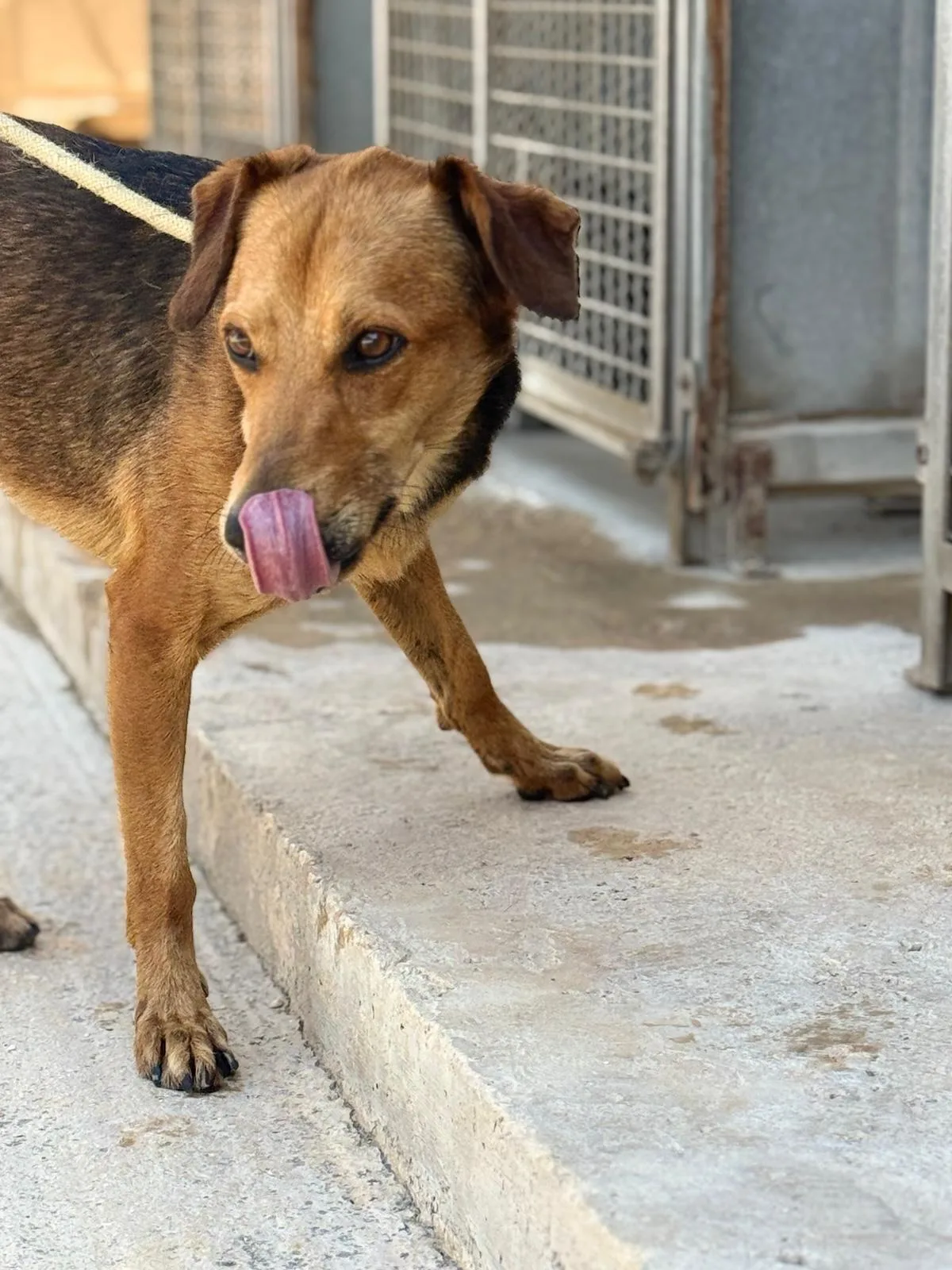 Leo, cane Meticcio in adozione a Trapani - foto 2
