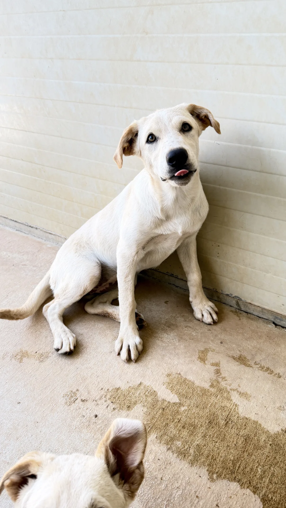 Foto 1 di Misty, cane Meticcio in adozione