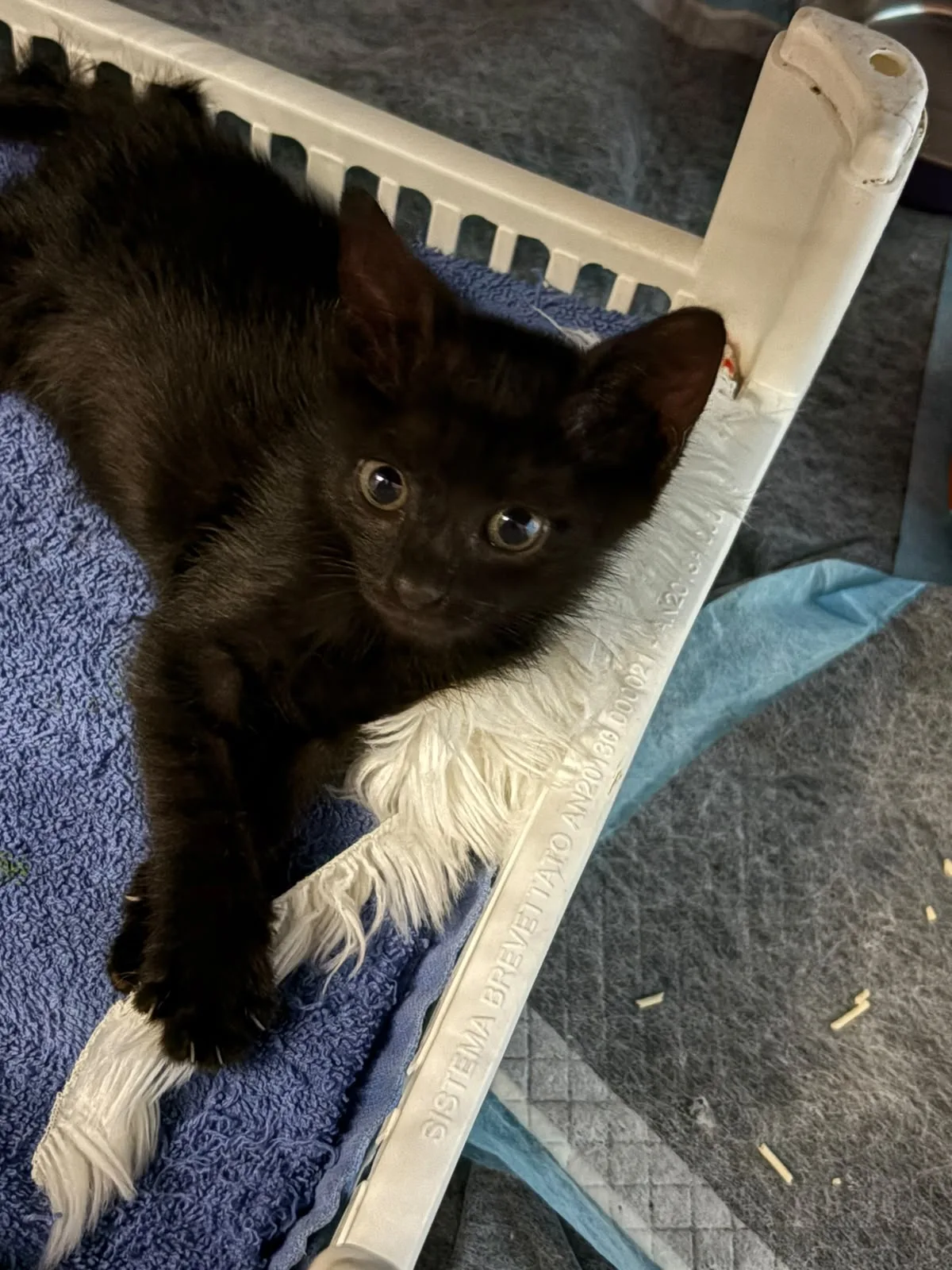 Nikita, gatto Europeo in adozione a Napoli