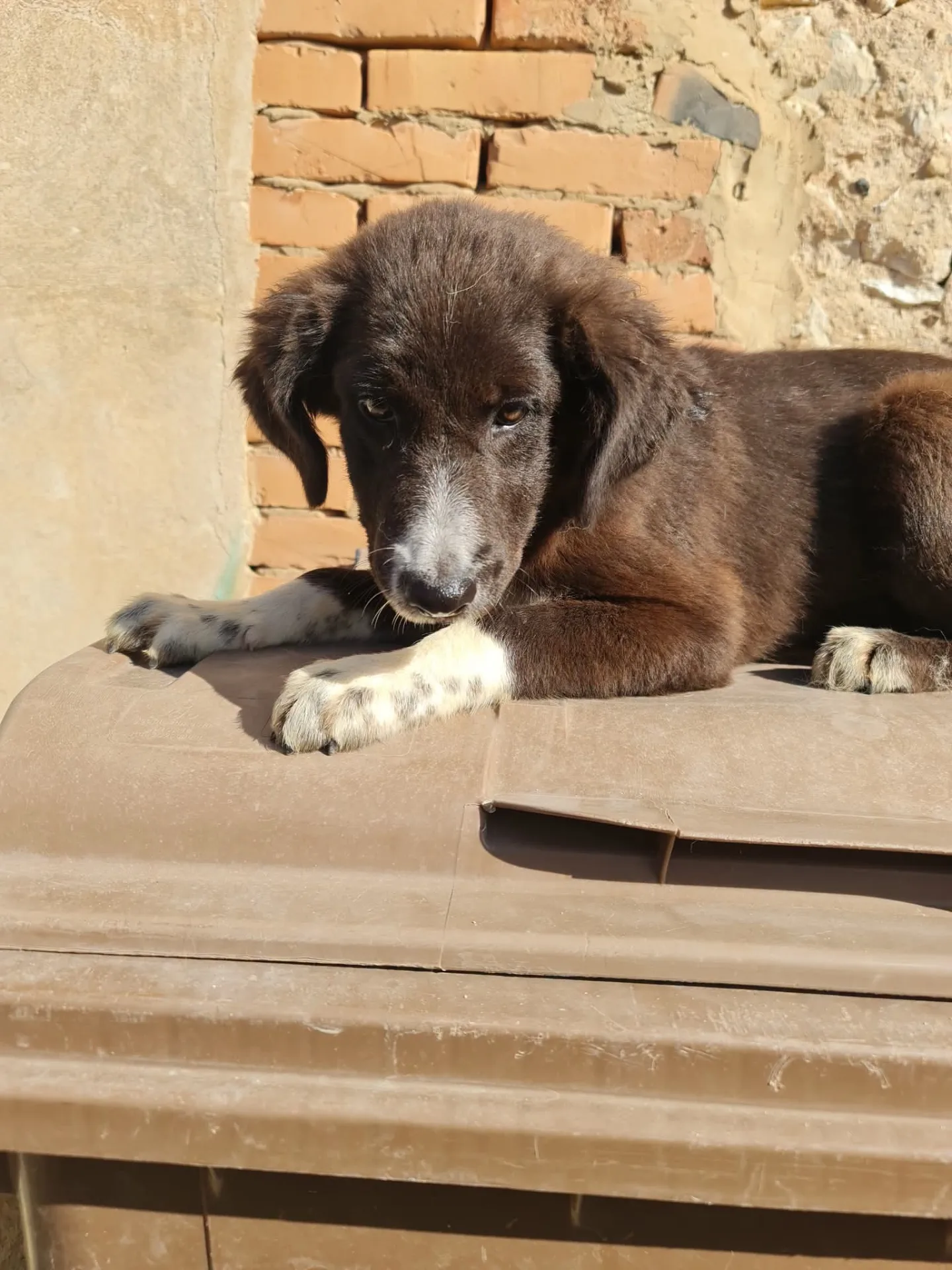 Maya, cane Meticcio in adozione a Trapani - foto 5