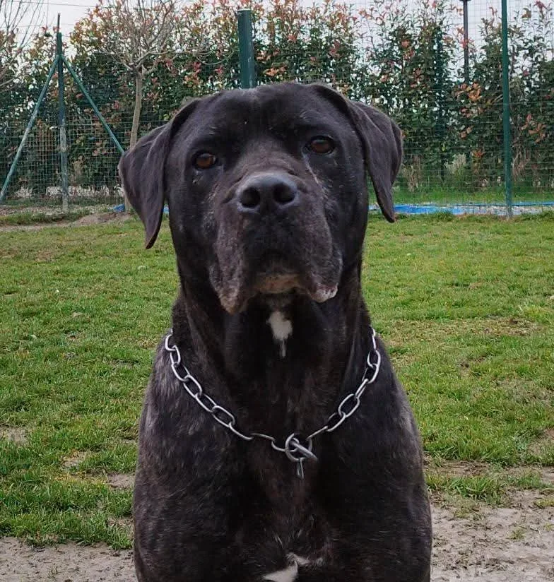Argo, cane Corso in adozione a Pavia - foto 3