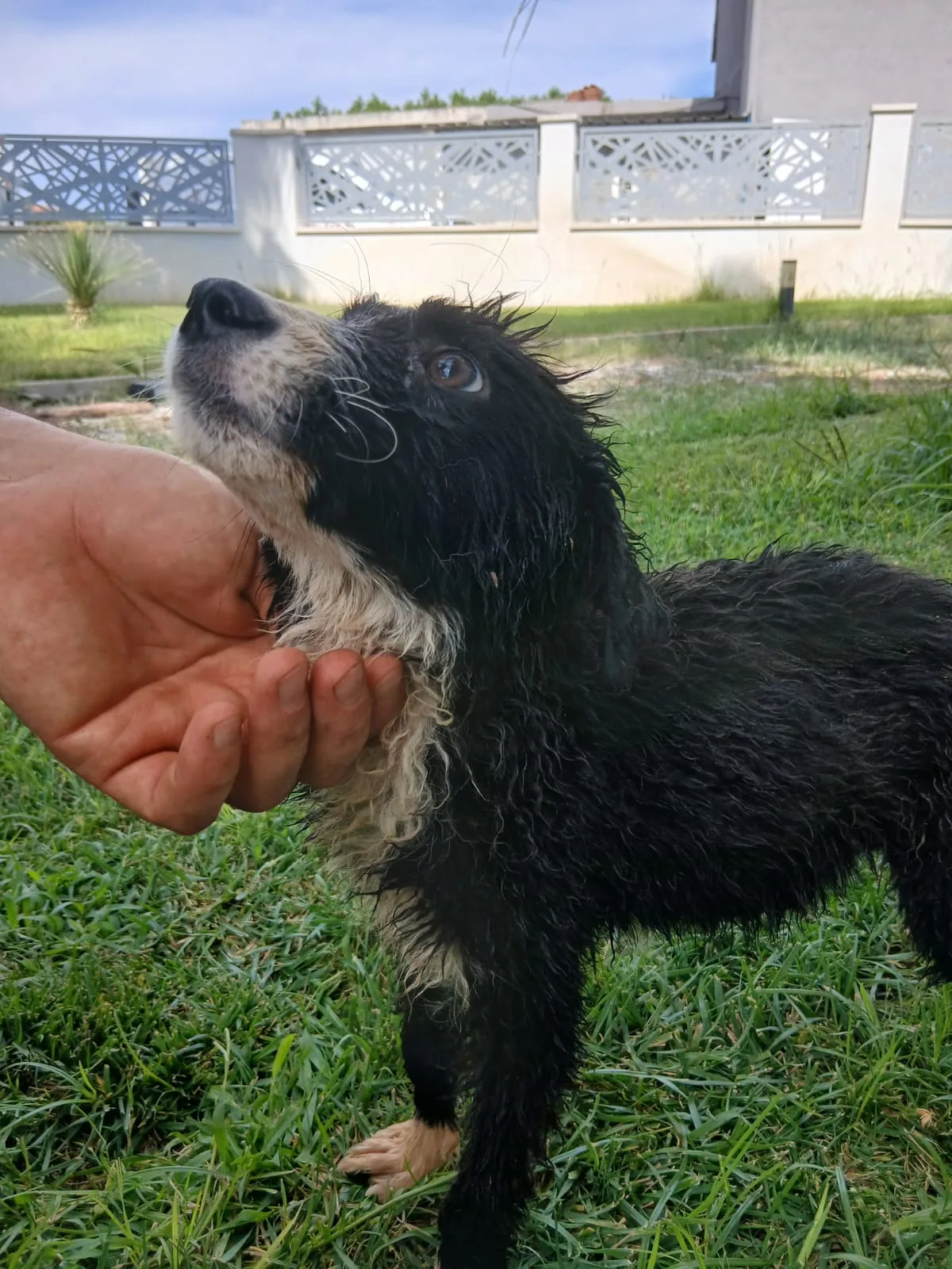 Drusilla, cane Meticcio in adozione a Crotone - foto 4