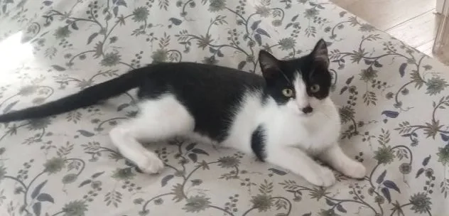 Tux, gatto in adozione a Latina - foto 2