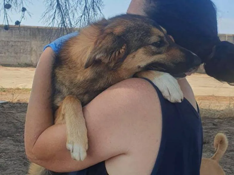 Brenda, cane Meticcio in adozione a Crotone - foto 3