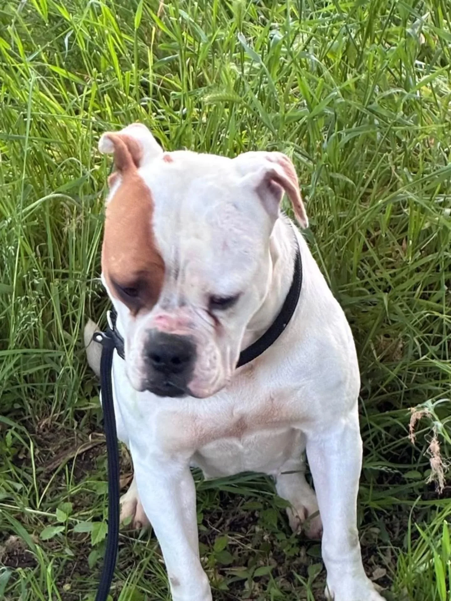 Emma, cane American Bulldog in adozione a Latina - foto 3