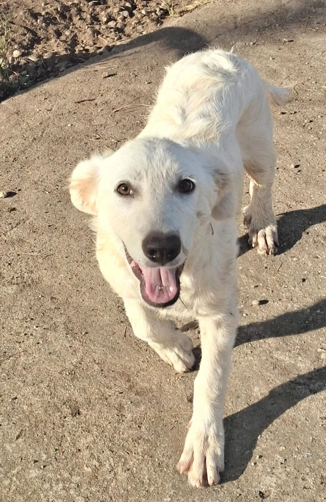 Strudel, cane Meticcio in adozione a Crotone - foto 1