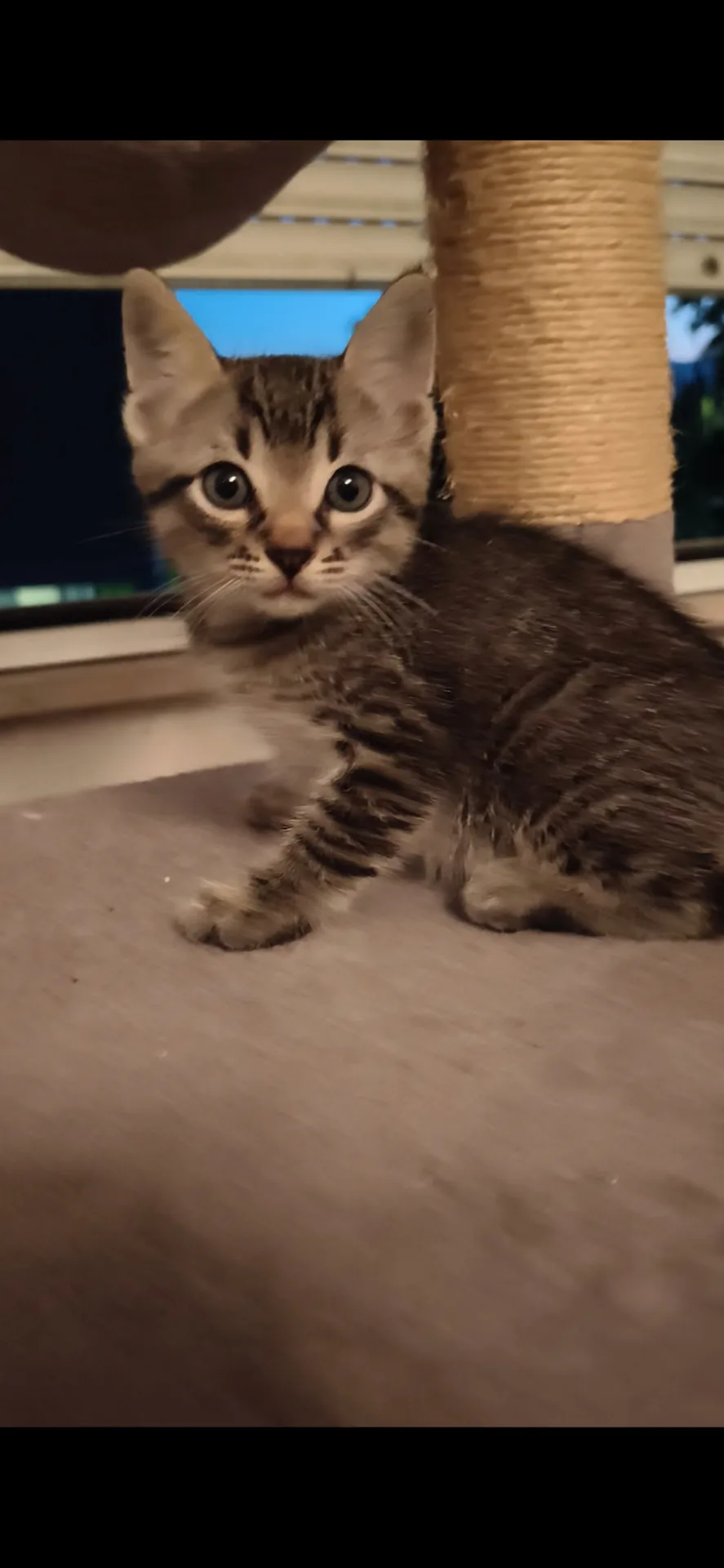 Thor, gatto Europeo in adozione a Latina