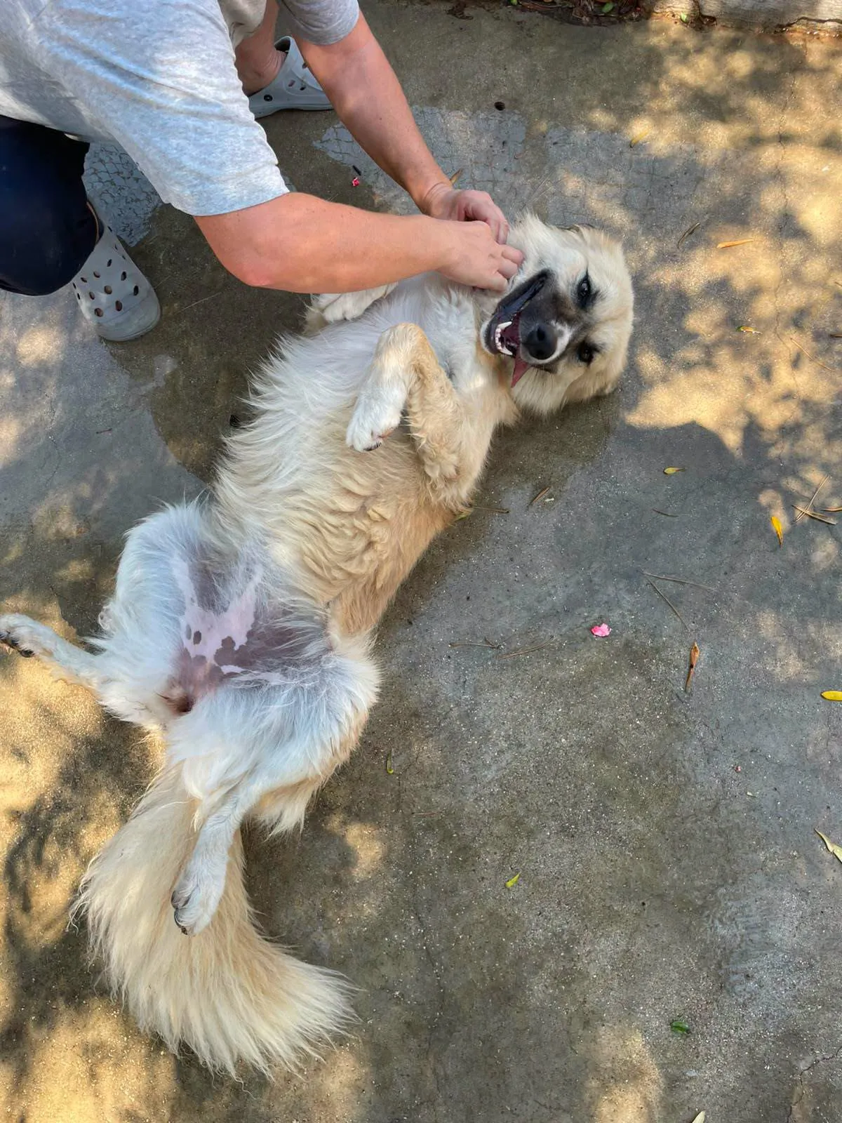 Burka, cane mix pastore del Caucaso in adozione a Bari - foto 5