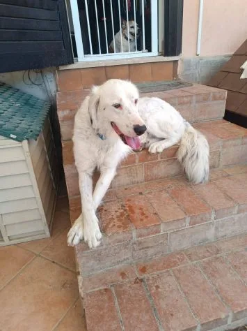 Neve adozione cane sordo, cane meticcio in adozione a Latina - foto 2