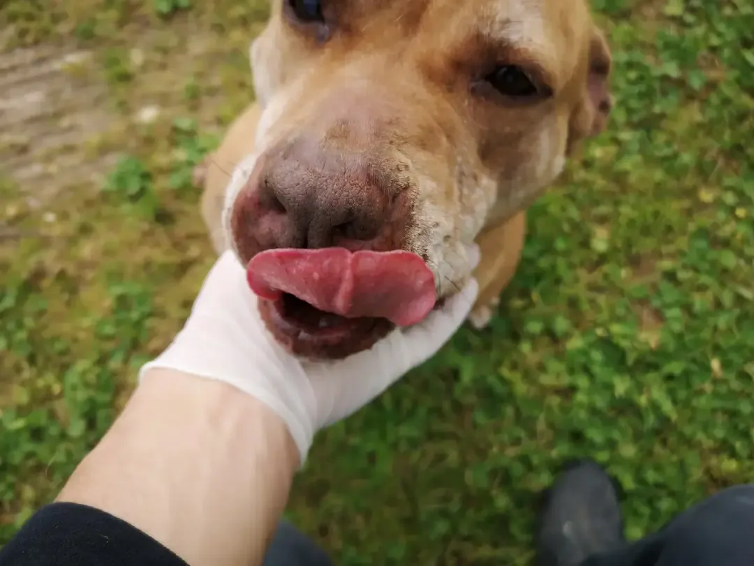 MICHELLE, cane Simil pit in adozione a Taranto - foto 4