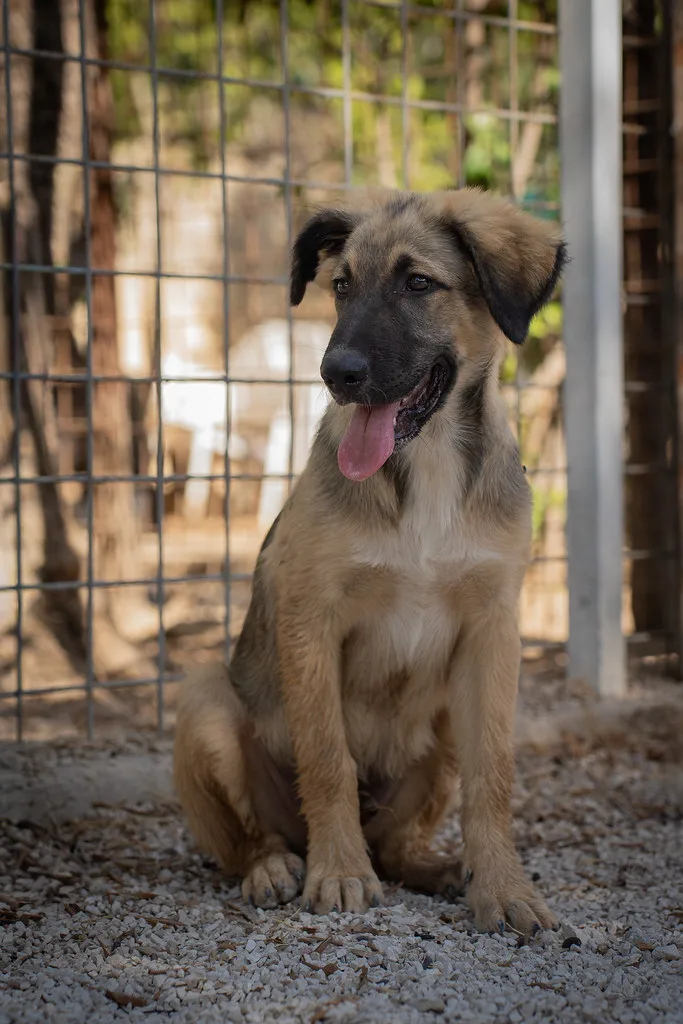 Greg 🤍, cane Meticcio in adozione a Bari - foto 3