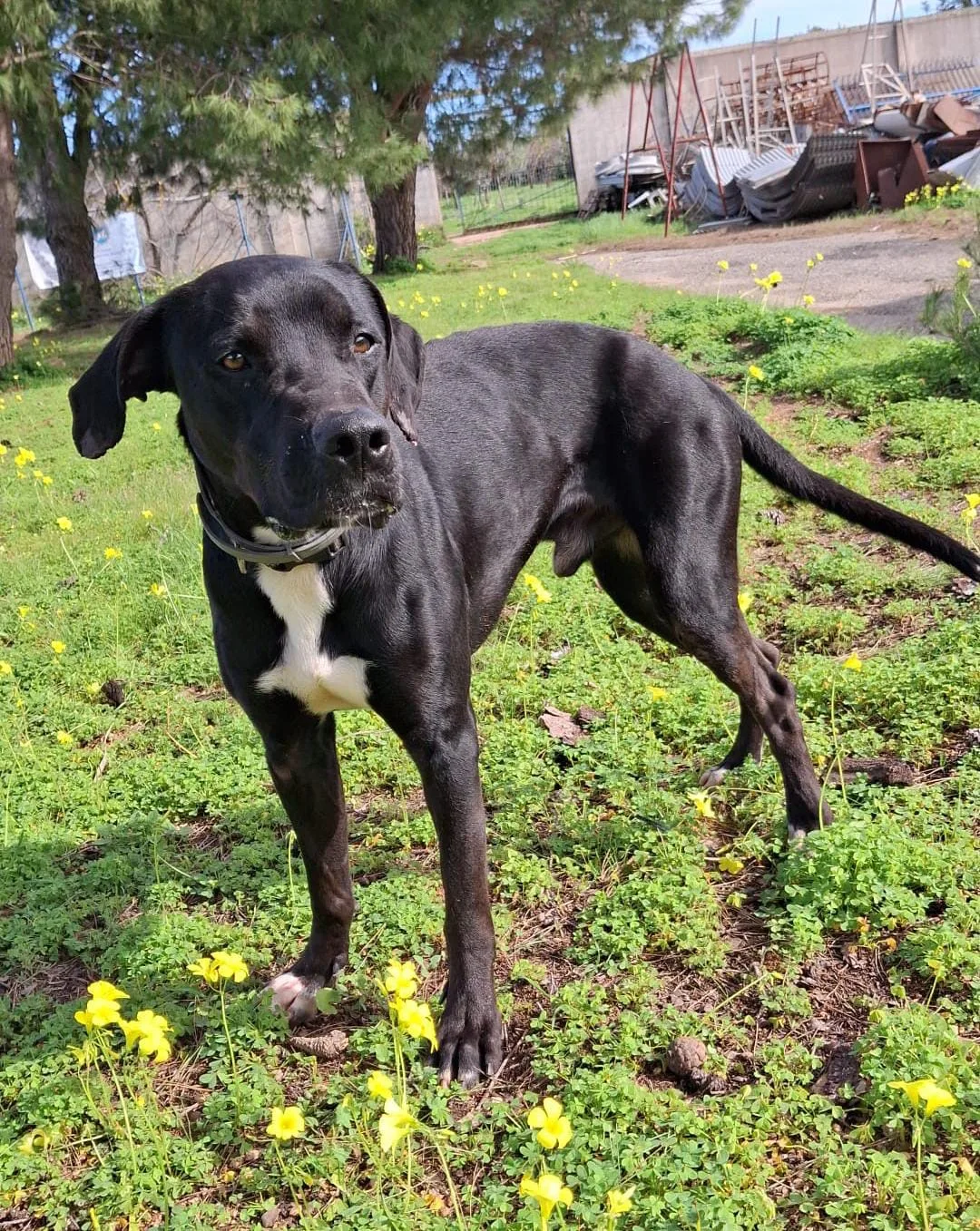 Benny, cane Meticcio in adozione a Crotone - foto 2