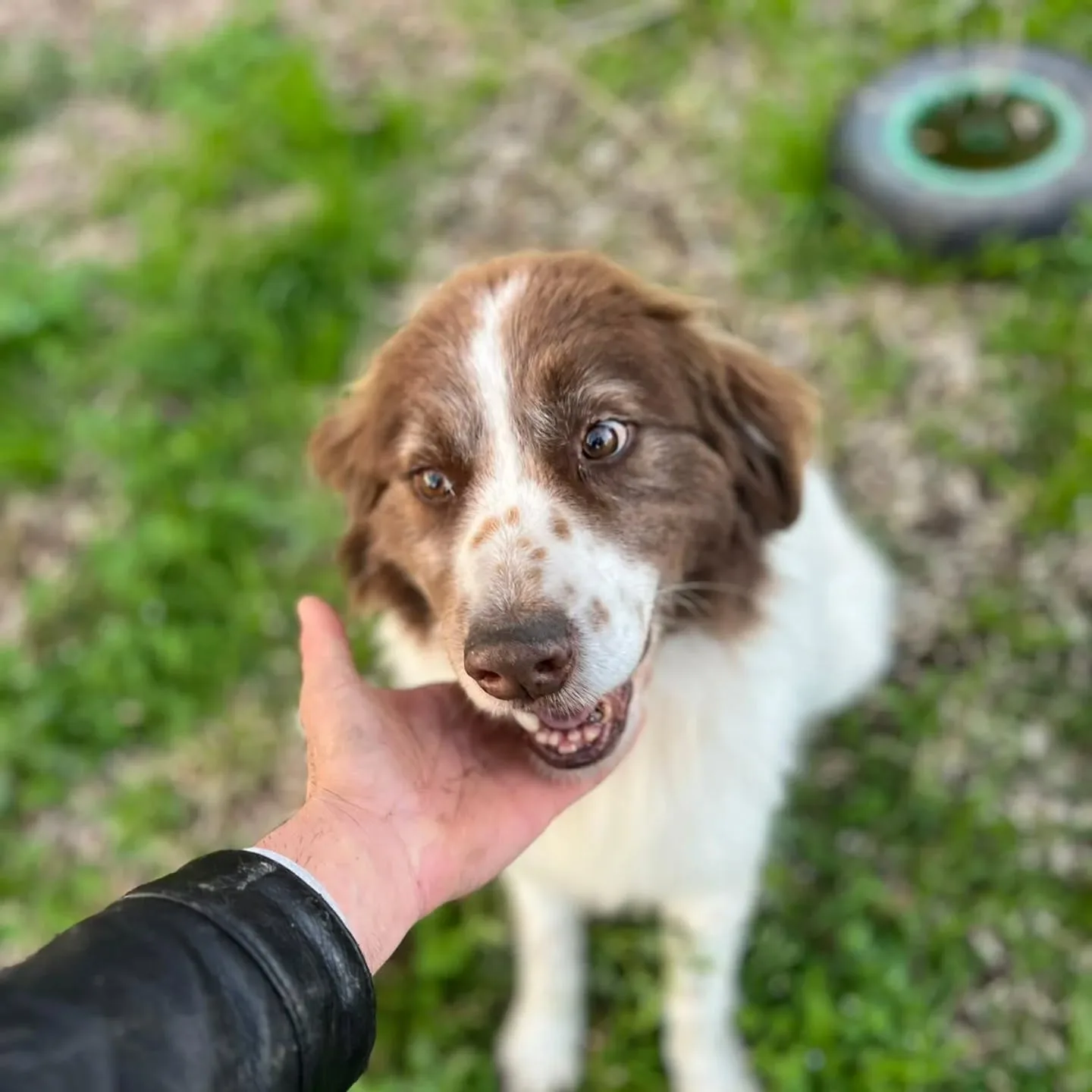 Michele, cane mix border collie in adozione a Latina - foto 1