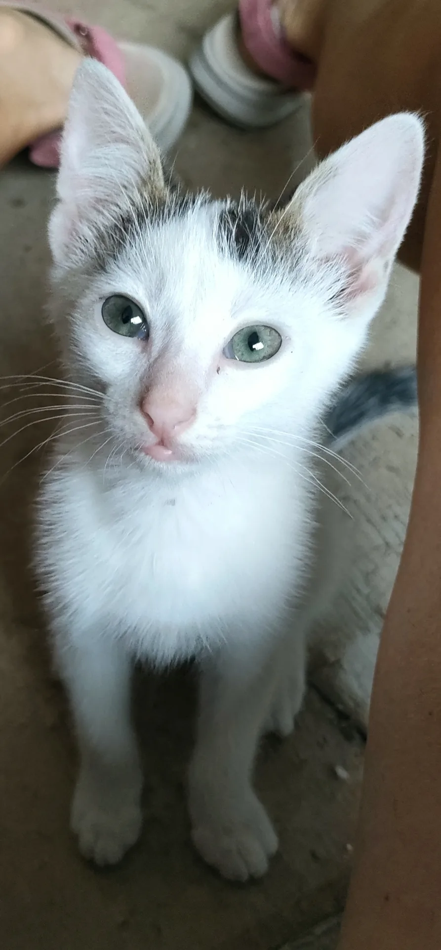 Sirio, gatto Europeo in adozione a Cuneo - foto 5