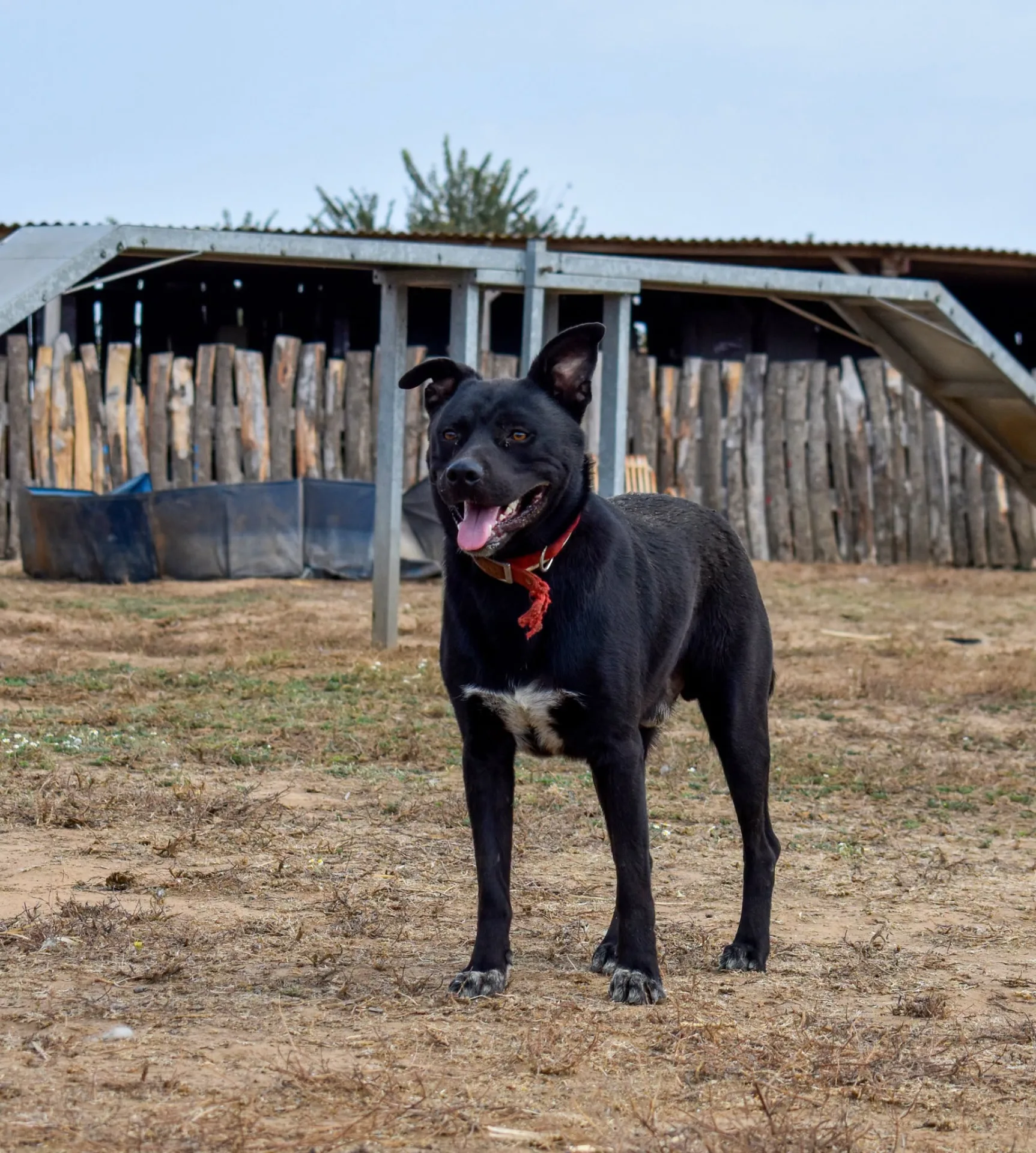 Riù, cane meticcio in adozione a Roma - foto 1
