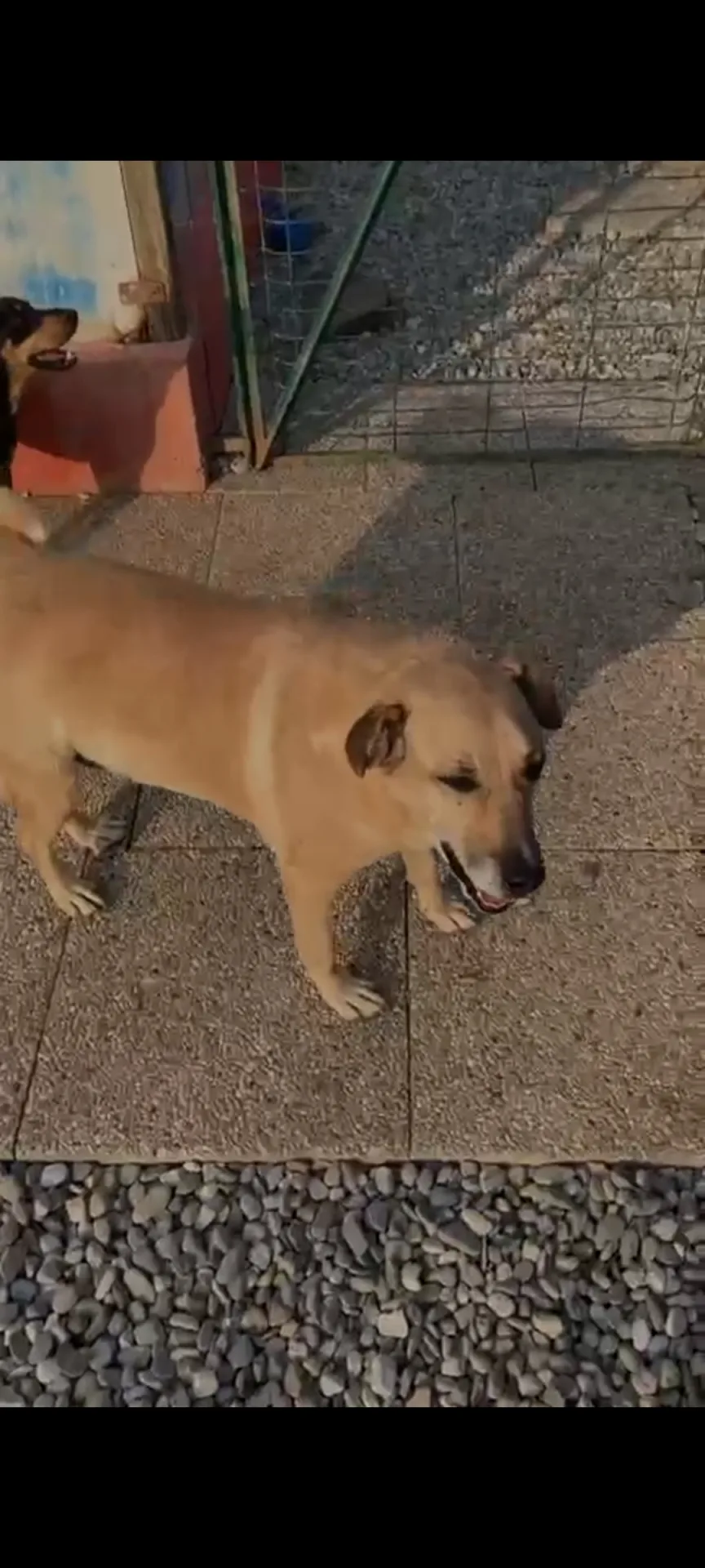Jeck, cane Meticcio in adozione a Lecco - foto 5