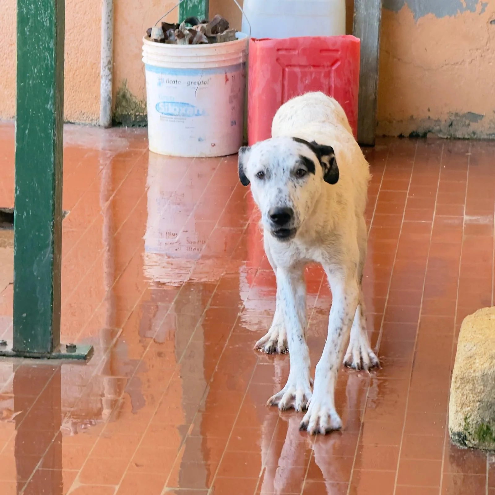 Dasy, cane Meticcio in adozione a Trapani - foto 1