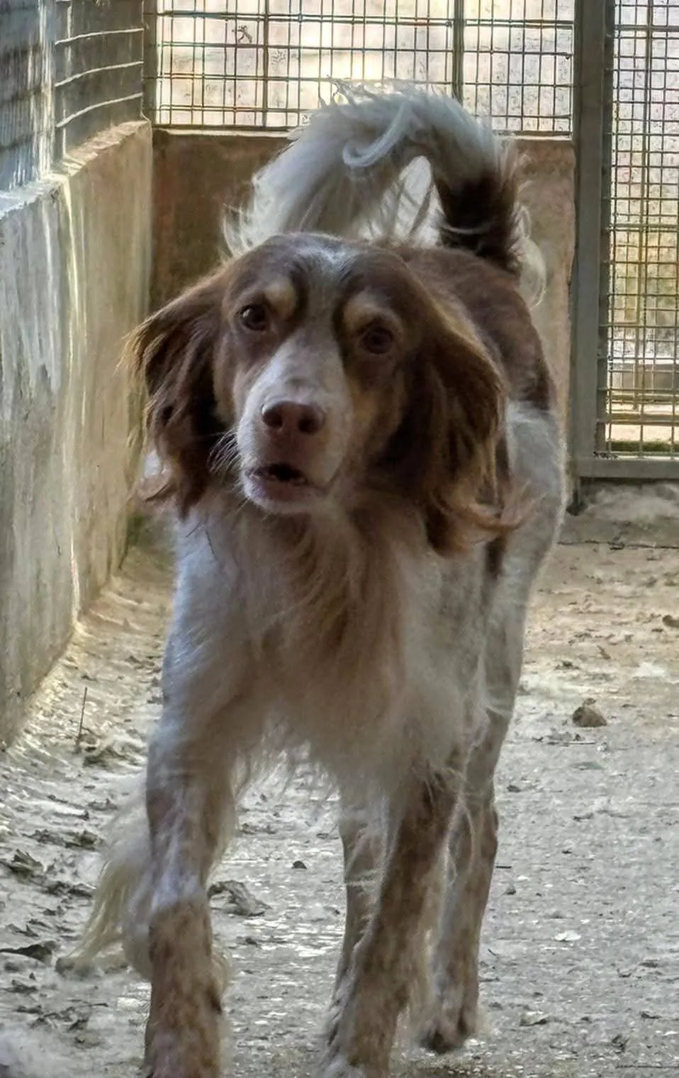 Artù, cane Mix Breton in adozione a Treviso