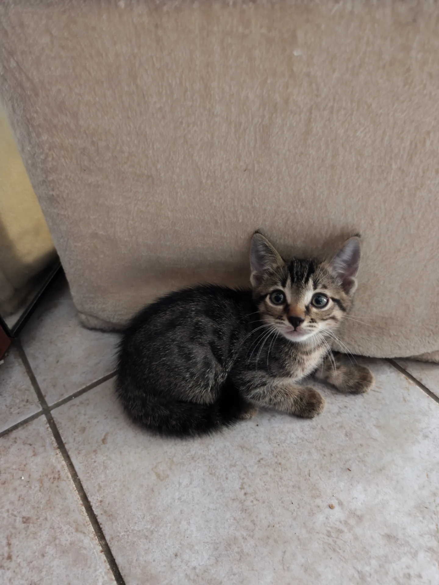 Thor, gatto Europeo in adozione a Latina - foto 2