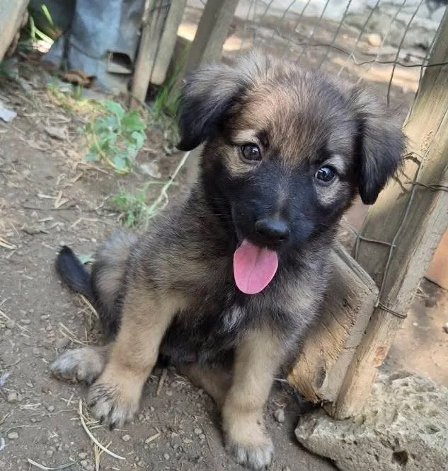 Runa, cane Meticcio in adozione a Avellino - foto 1