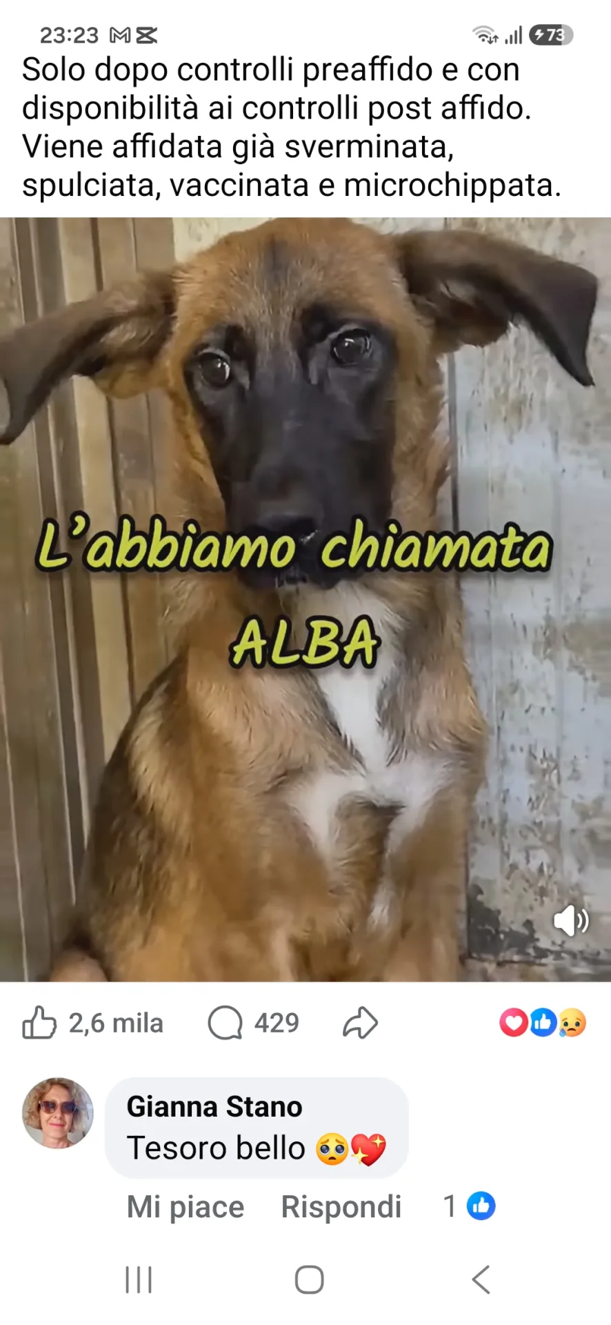 Foto 1 di Alba, cane Meticcio in adozione
