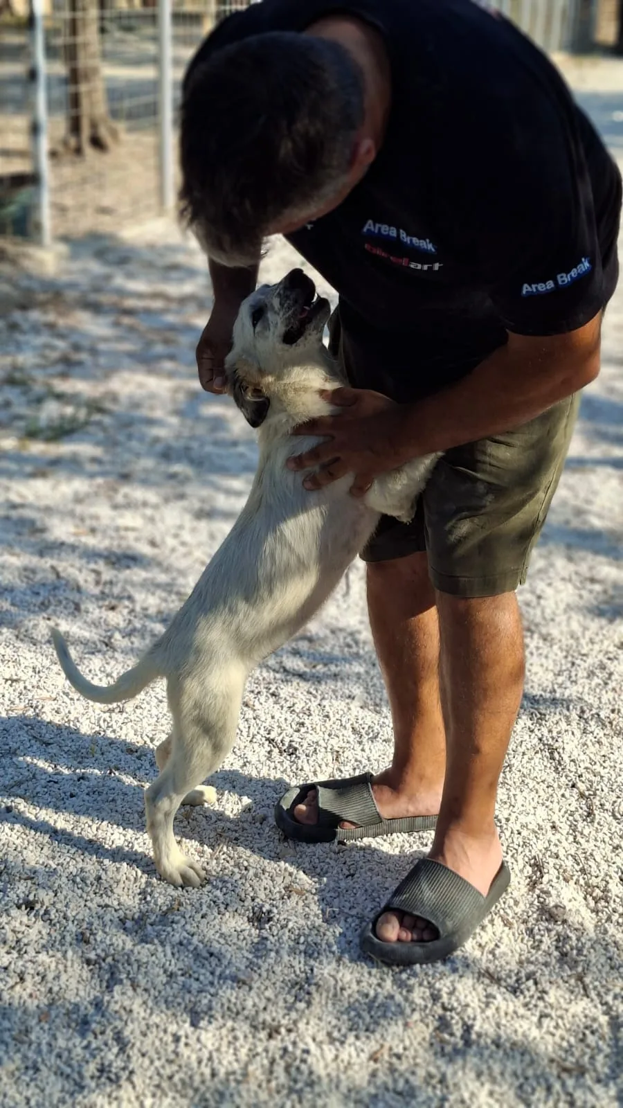 Katia, cane Meticcio in adozione a Bari - foto 4
