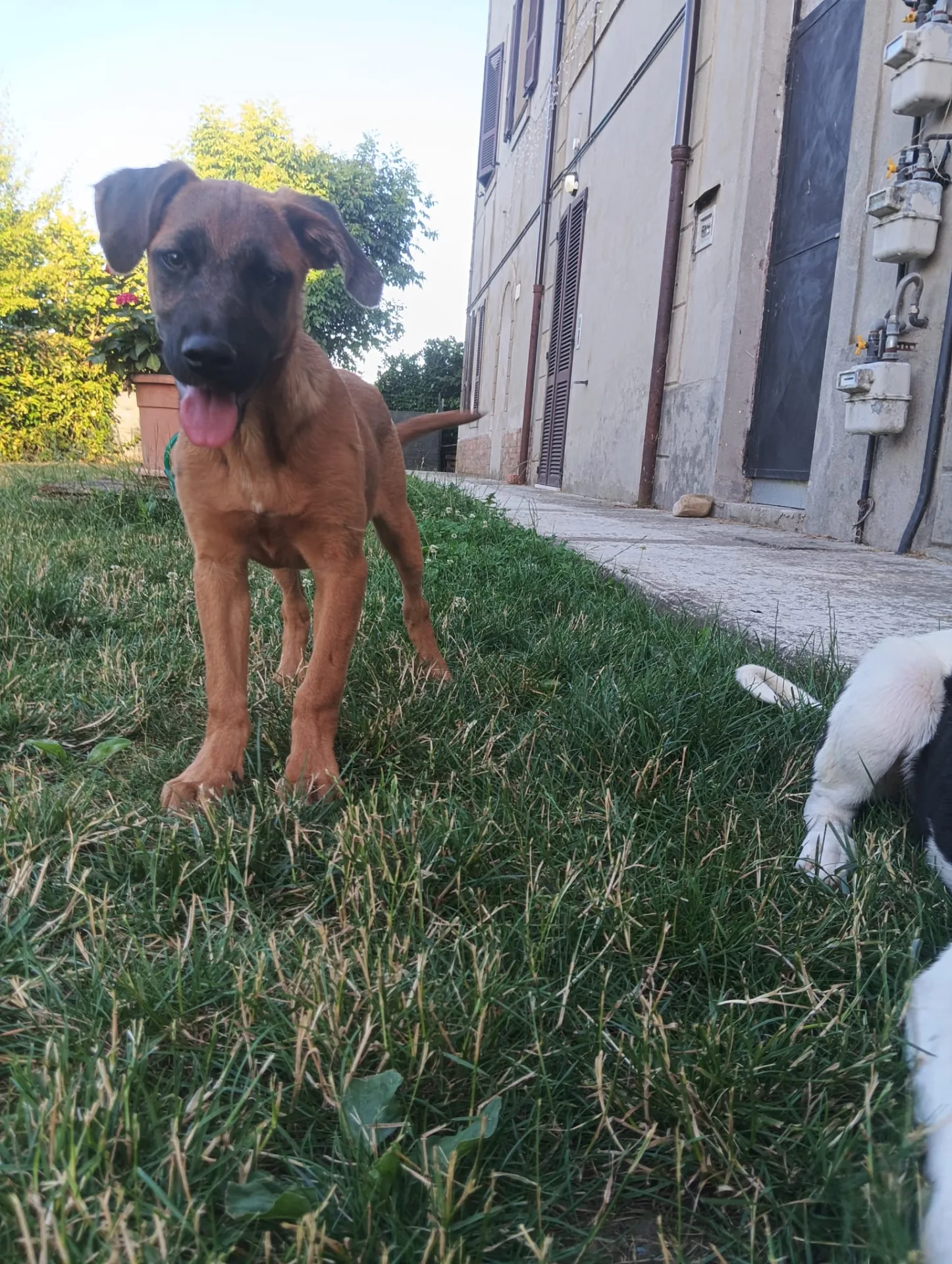 Zigo, cane Meticcio in adozione a Piacenza - foto 4