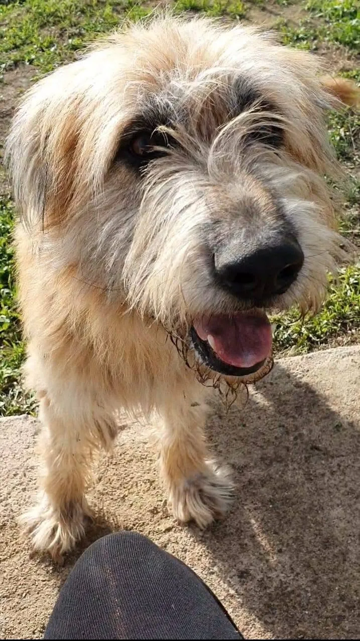 PELUCHE, cane Spinone in adozione a Taranto