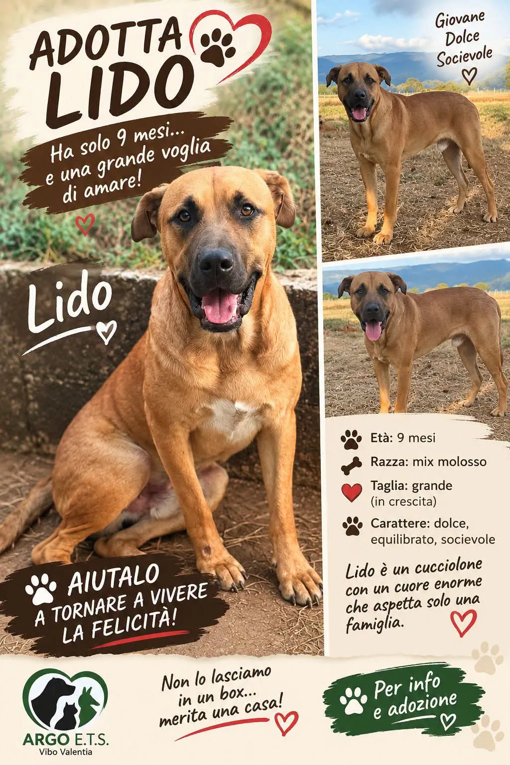 Lido, cane Mix Moloso in adozione a Vibo Valentia - foto 1
