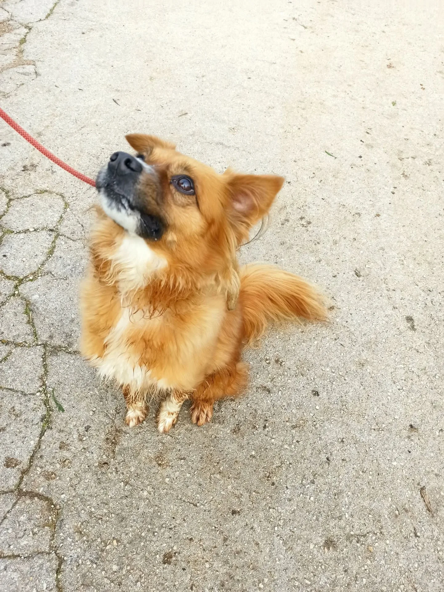 Thor, cane Volpino in adozione a Bari - foto 1