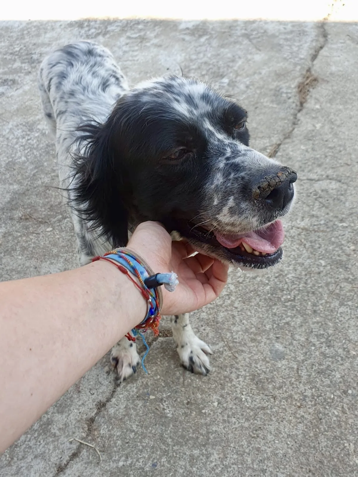 Thea, cane Incrocio Setter in adozione a Crotone - foto 2