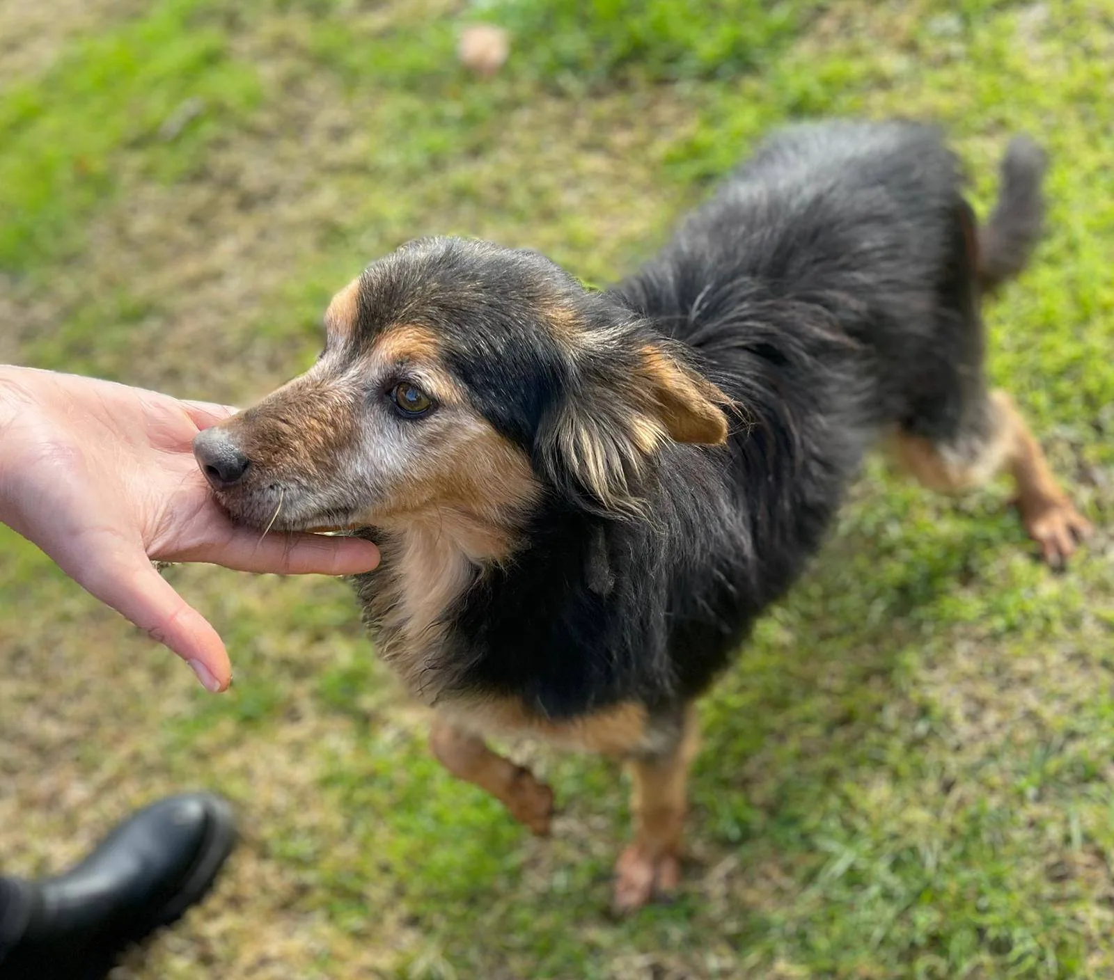 Cip e Ciop, cane meticcio in adozione a Latina - foto 2