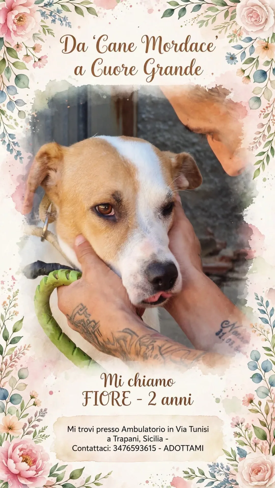 Fiore, cane Meticcio in adozione a Trapani - foto 3