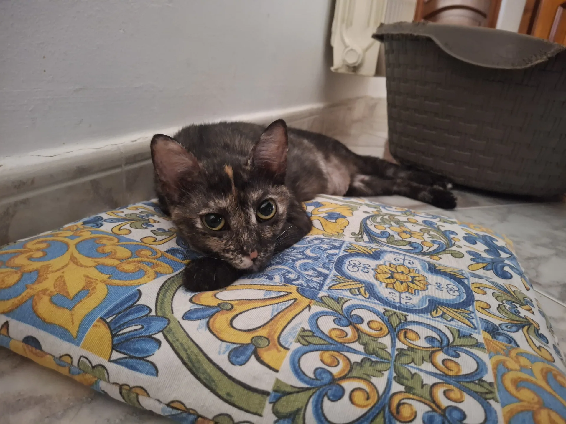 Mia, gatto Europea in adozione a Palermo - foto 4