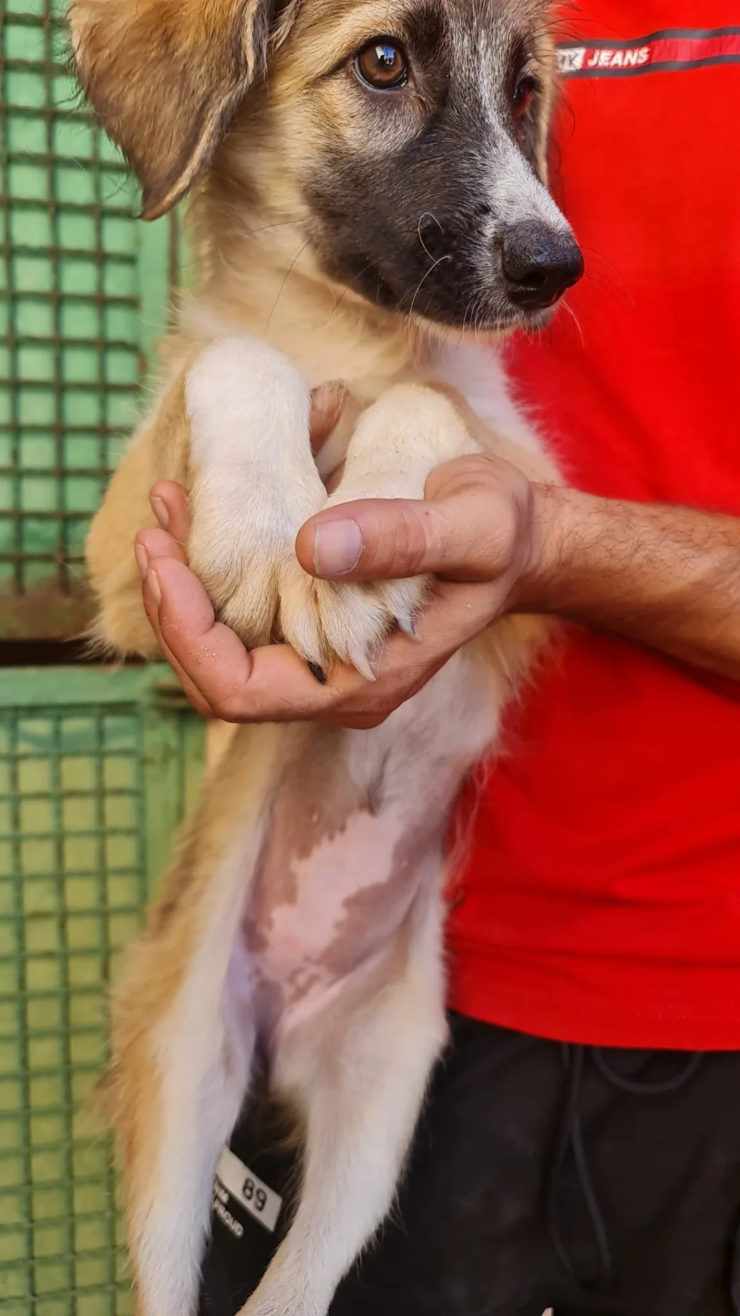 Gaia, cane Meticcio in adozione a Trapani - foto 2