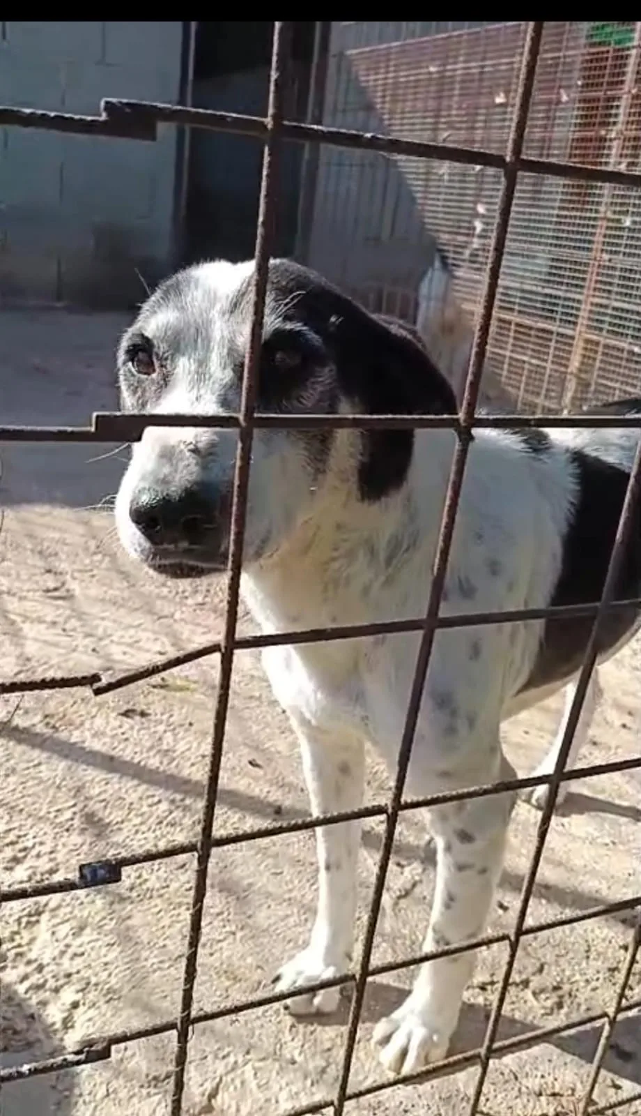Toby, cane Meticcio in adozione a Siracusa - foto 3