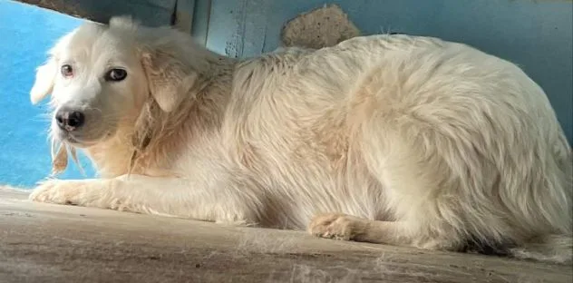 Claire, cane meticcio in adozione a Frosinone - foto 1