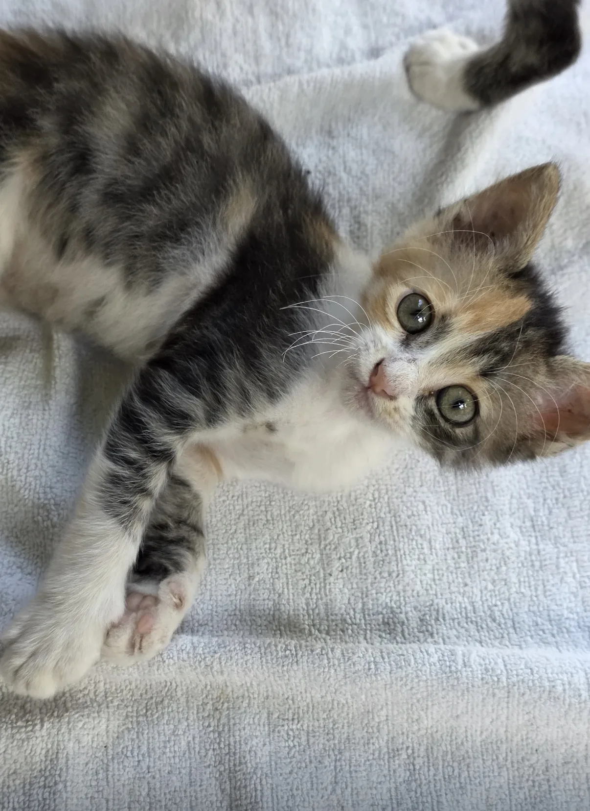 Cheri, gatto Europeo in adozione a Vibo Valentia