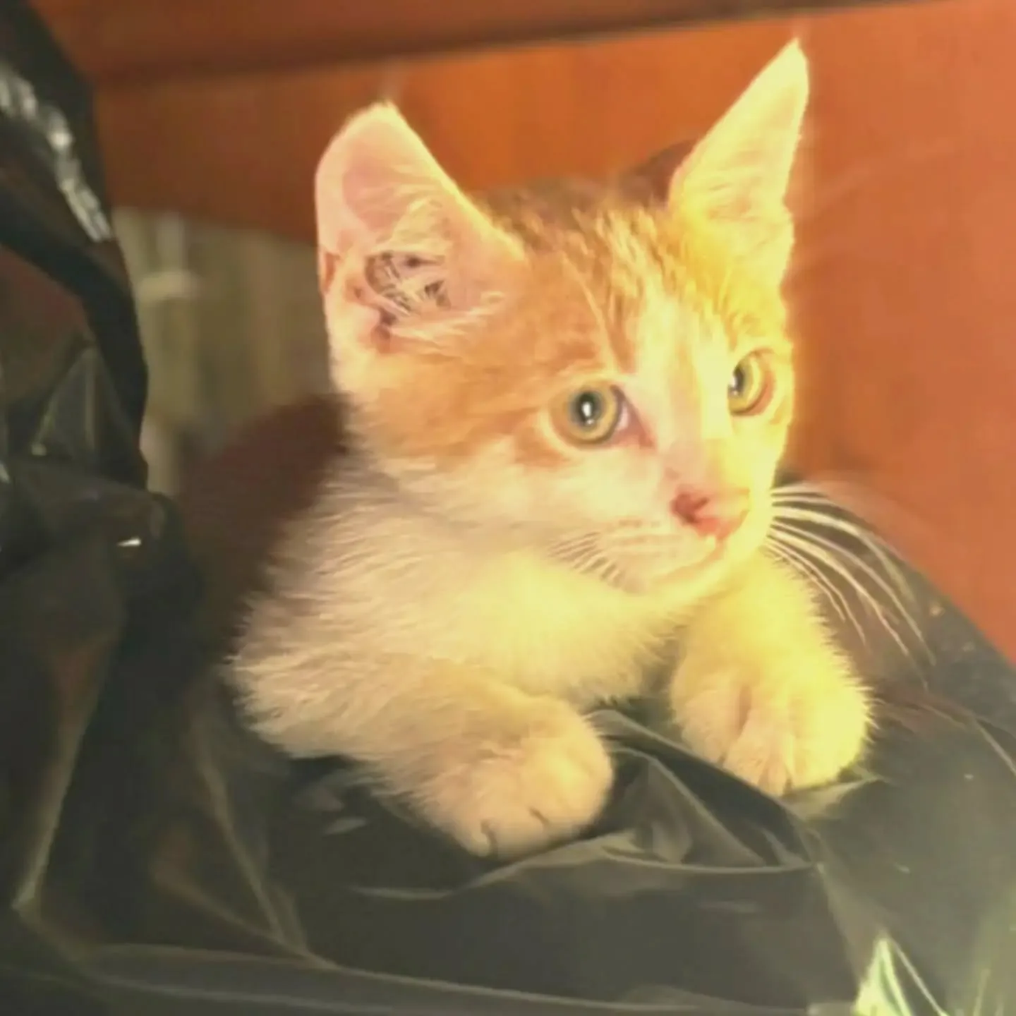 Giacomino, gatto in adozione a Latina - foto 2