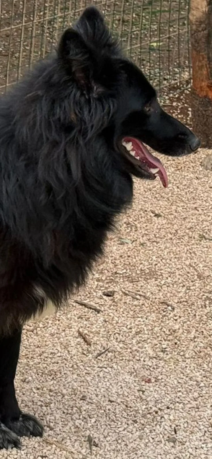 Diana, cane Meticcio simil pastore belga in adozione a Taranto - foto 2