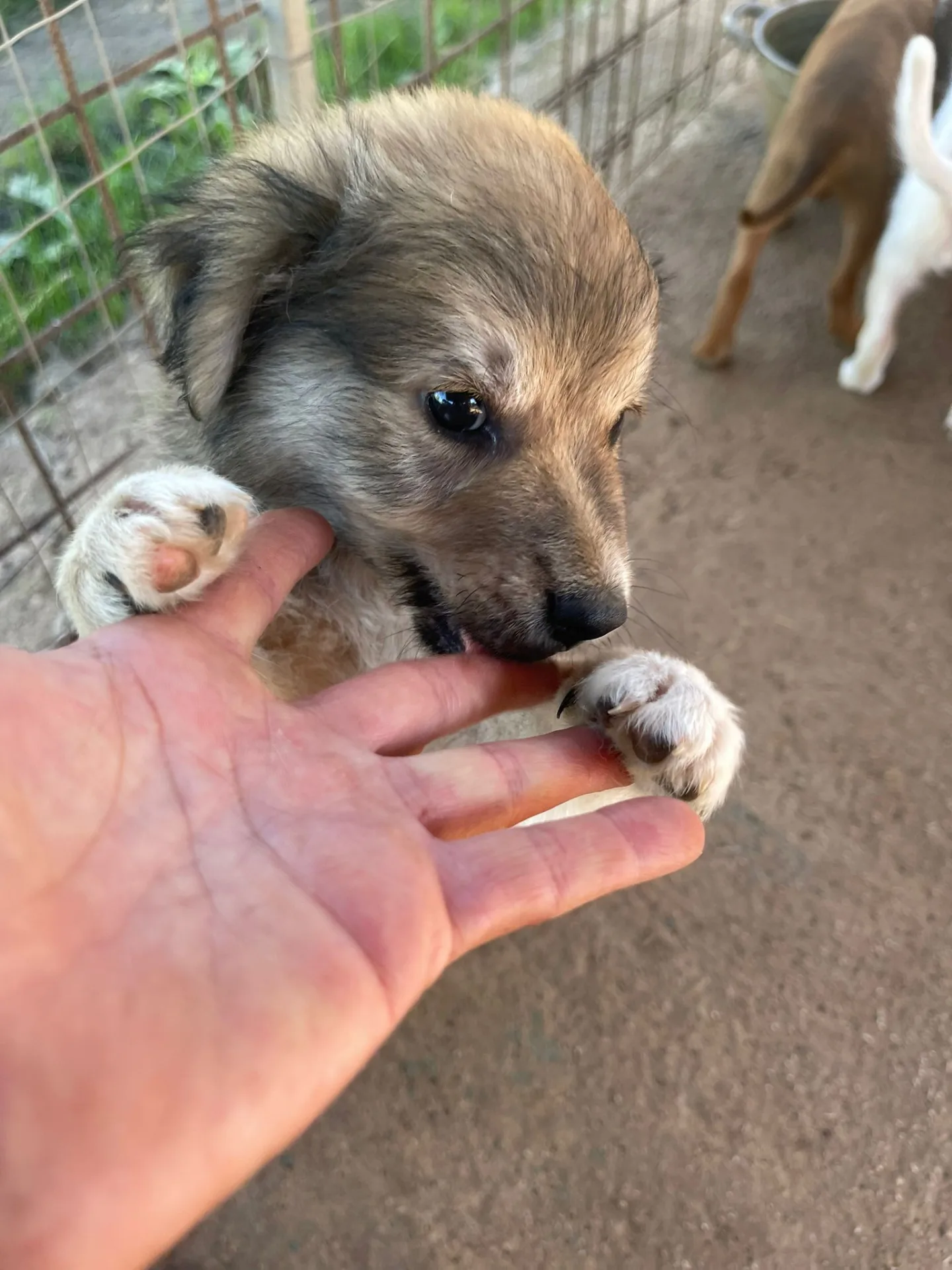 Claudio, cane Meticcio in adozione a Frosinone - foto 4