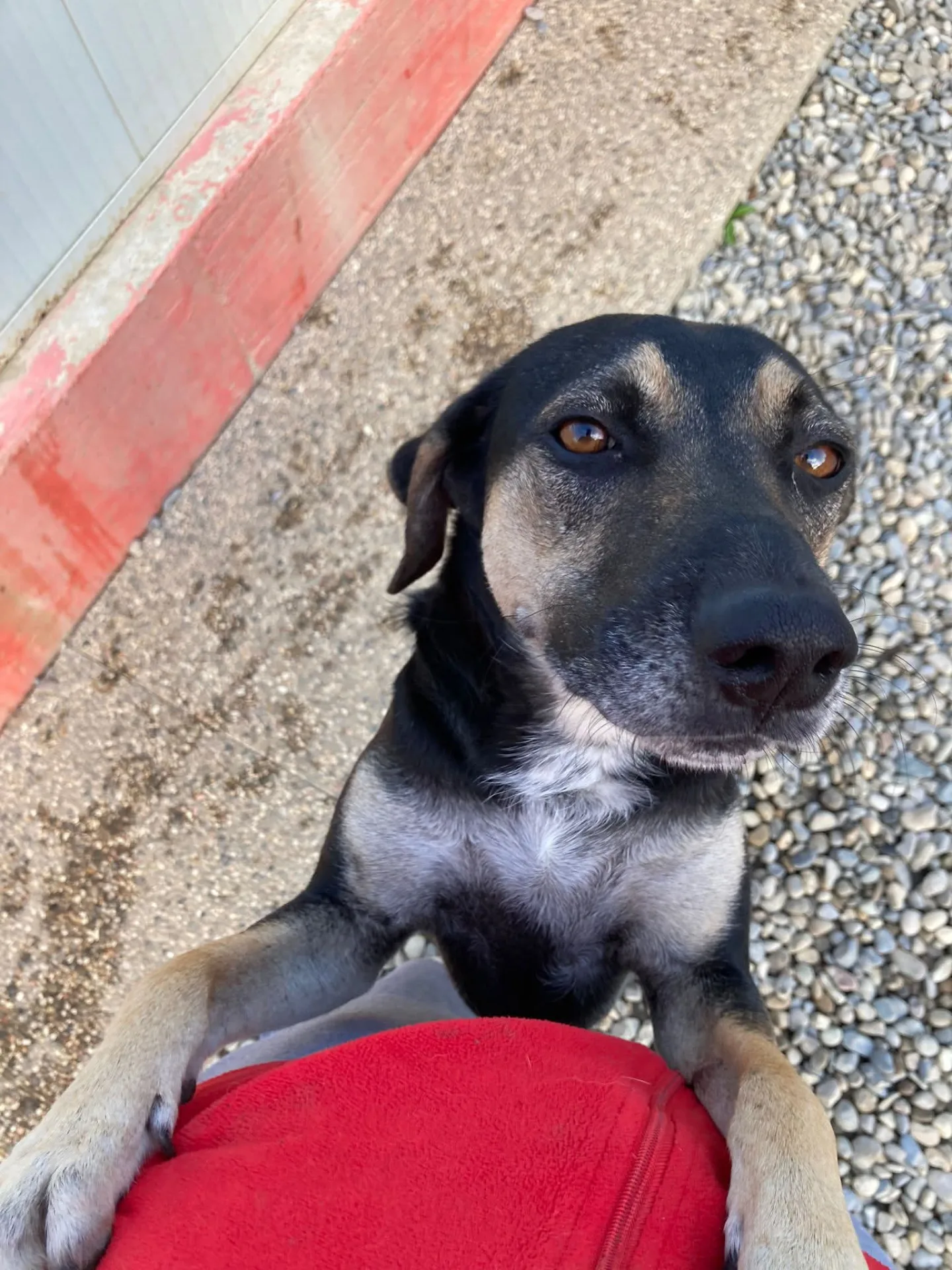 Cry, cane Meticcio in adozione a Lecco - foto 5
