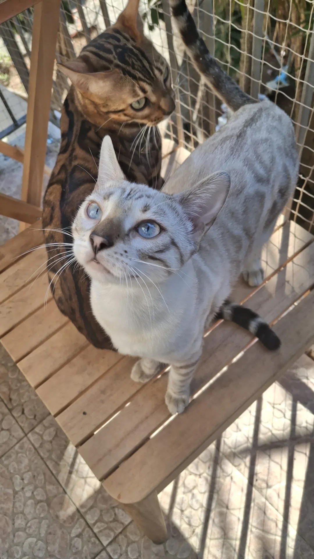 Leo e Perla, gatto Bengala in adozione a Roma - foto 4