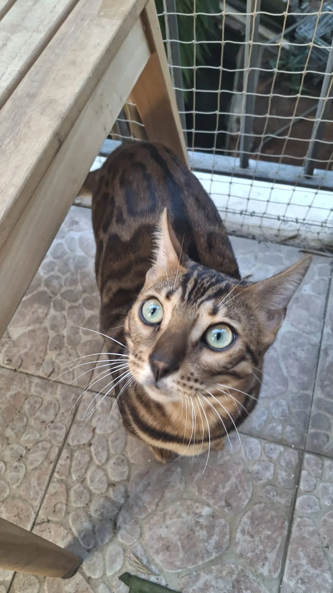 Leo e Perla, gatto Bengala in adozione a Roma - foto 3