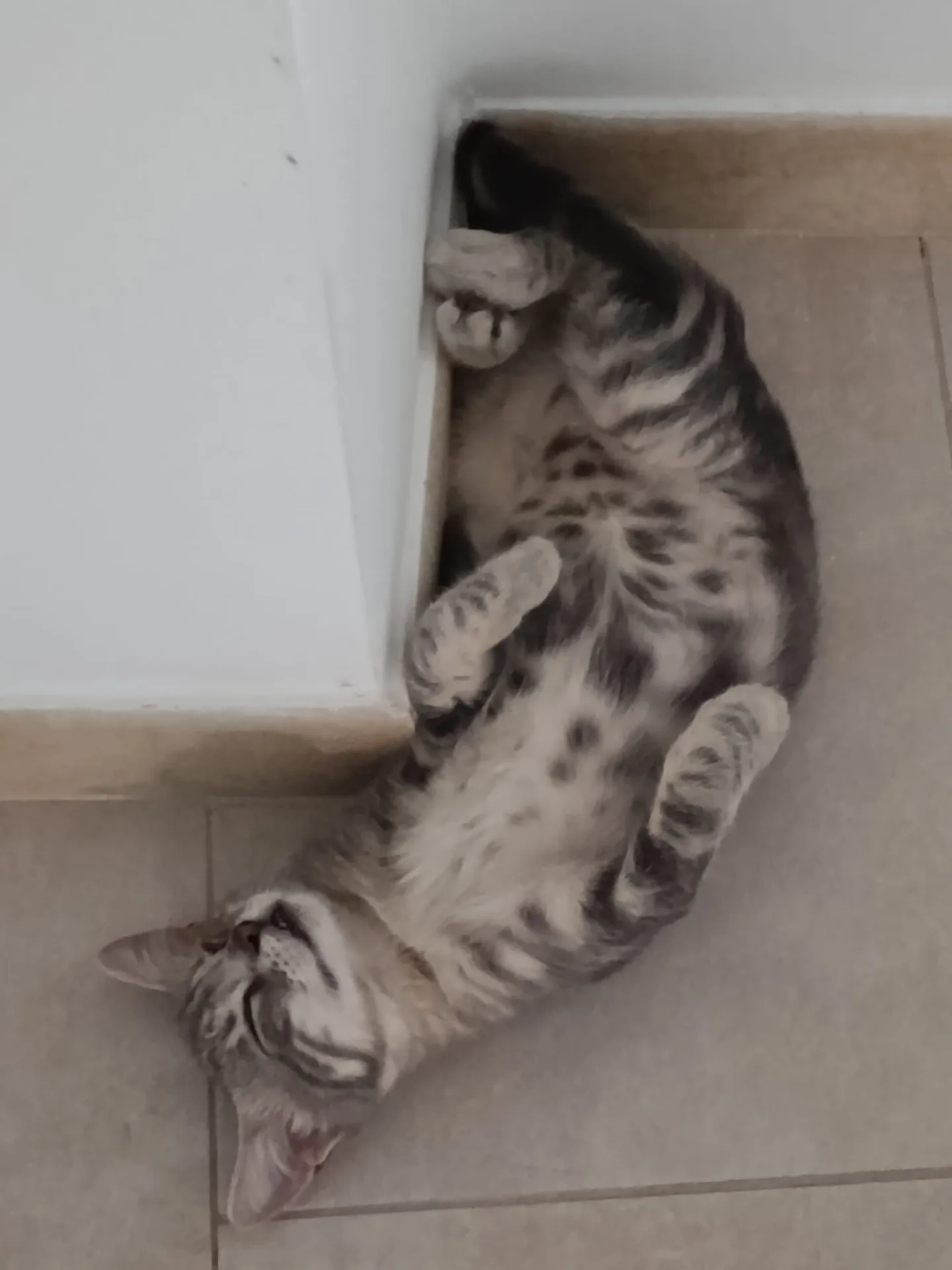Dario, gatto Metticio in adozione a Crotone - foto 2